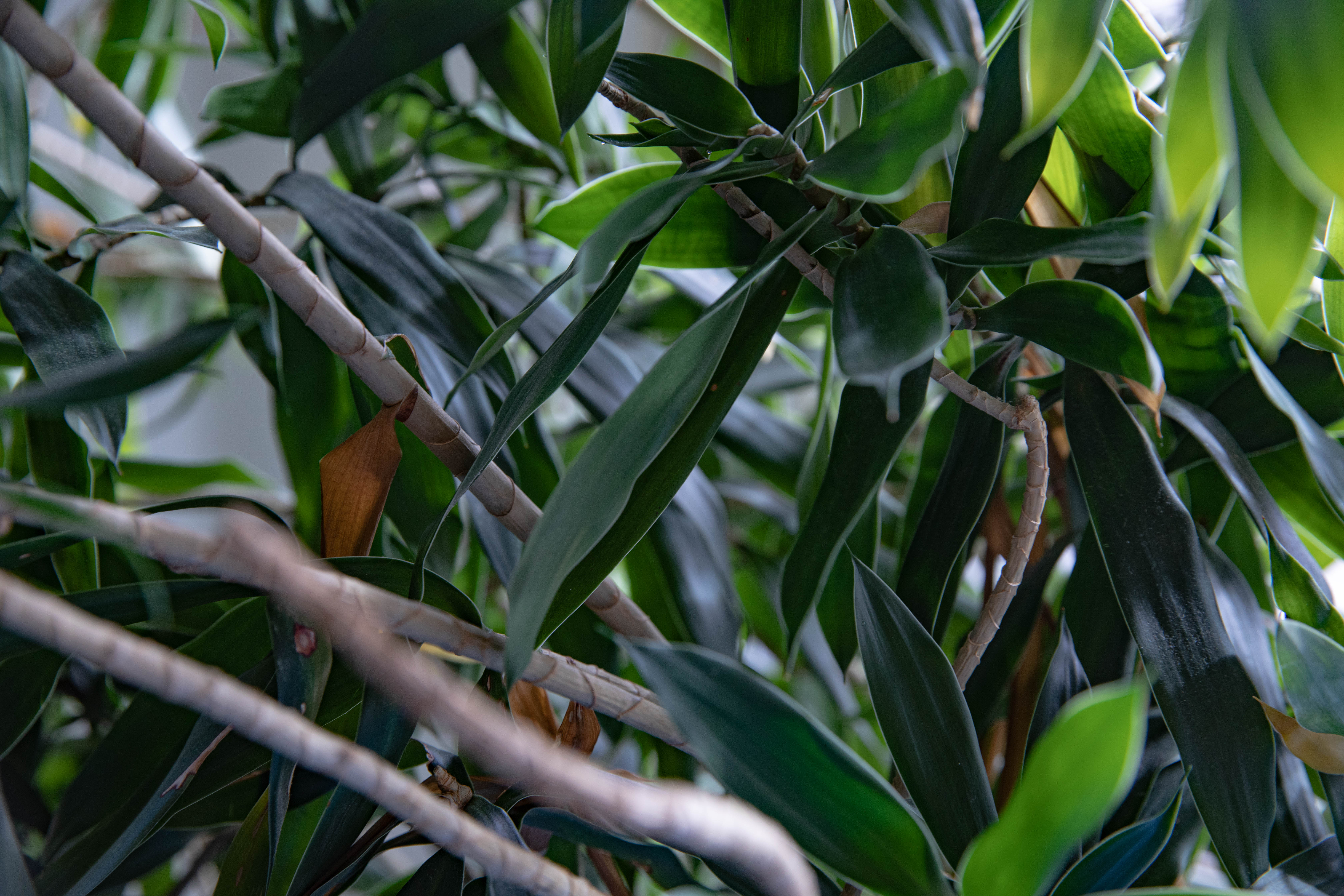 close up photograph of one of the many plants in the restaurant that we used for inspiration when creating our brand